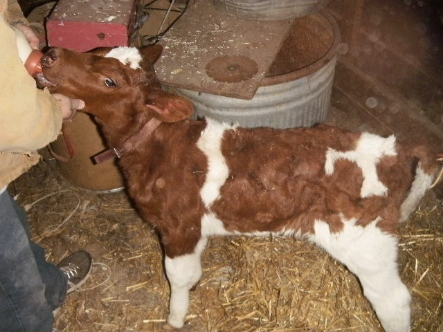 ahhh Christmas - Cattle