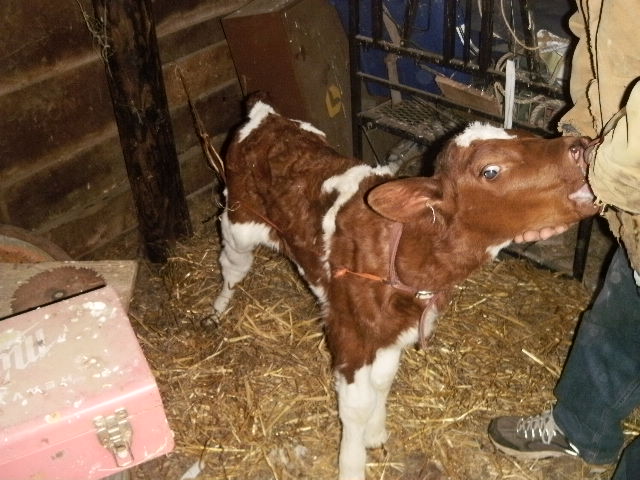 ahhh Christmas - Cattle