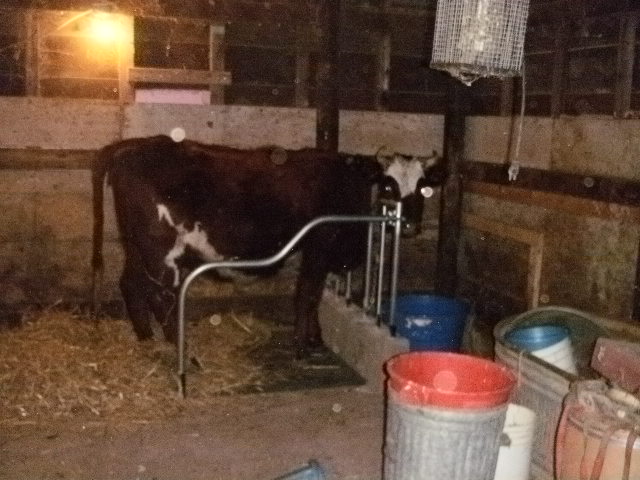 Changing things up - Cattle