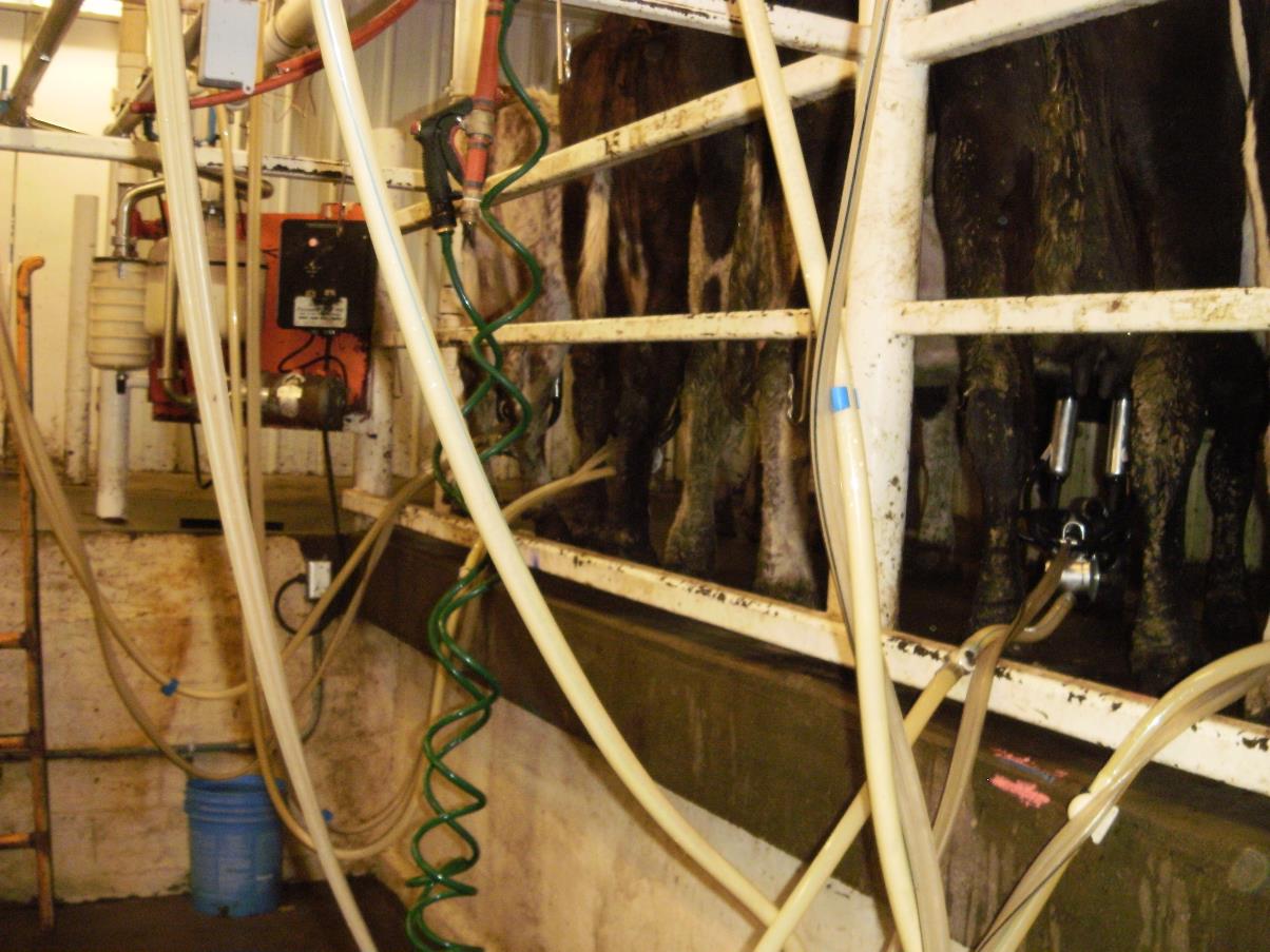 Here's my setup.  What's yours? - Cattle