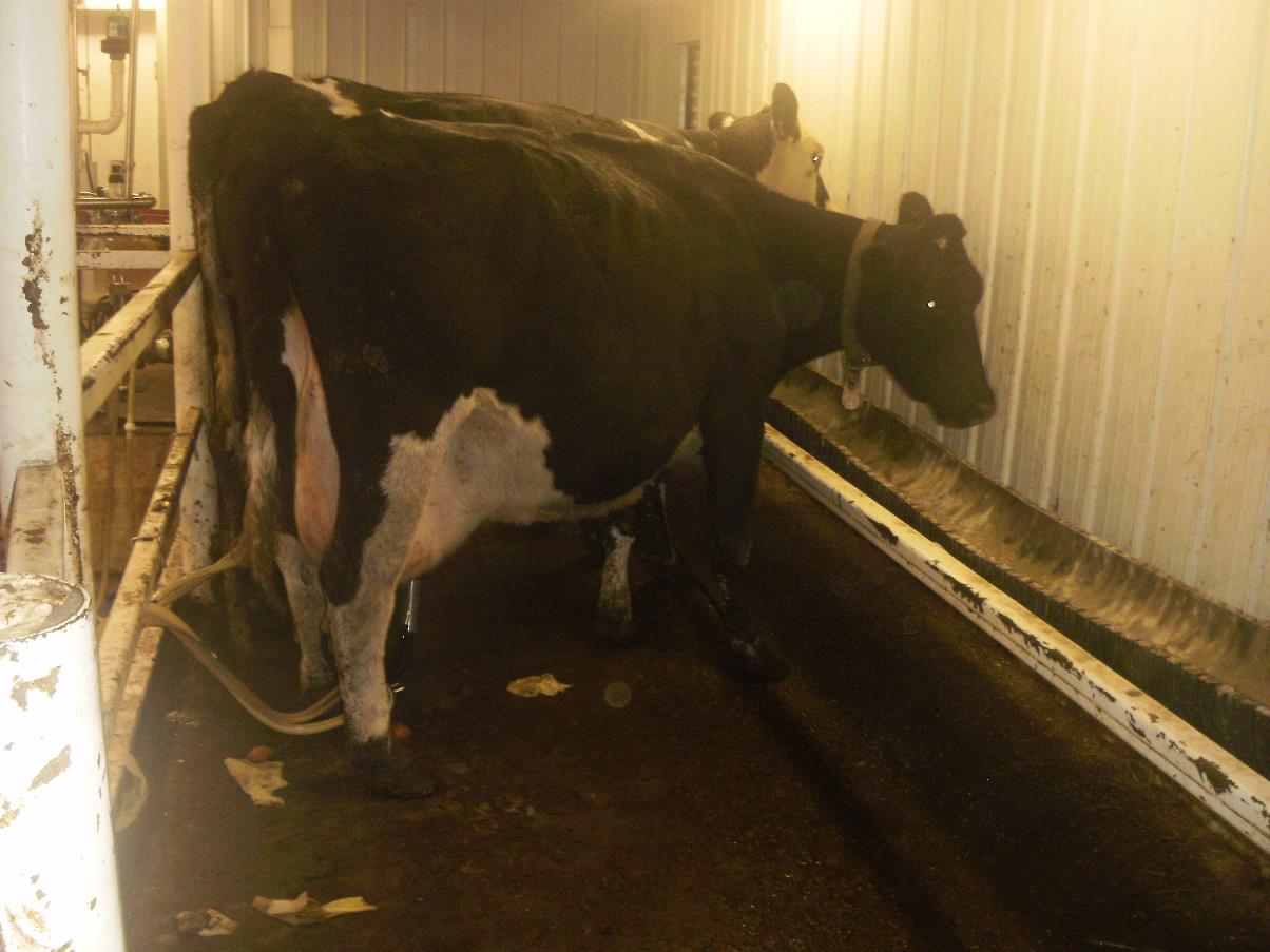 Here's my setup.  What's yours? - Cattle