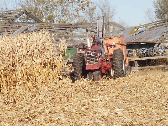 Harvesting Corn By Hand, Just Like in Olden Days